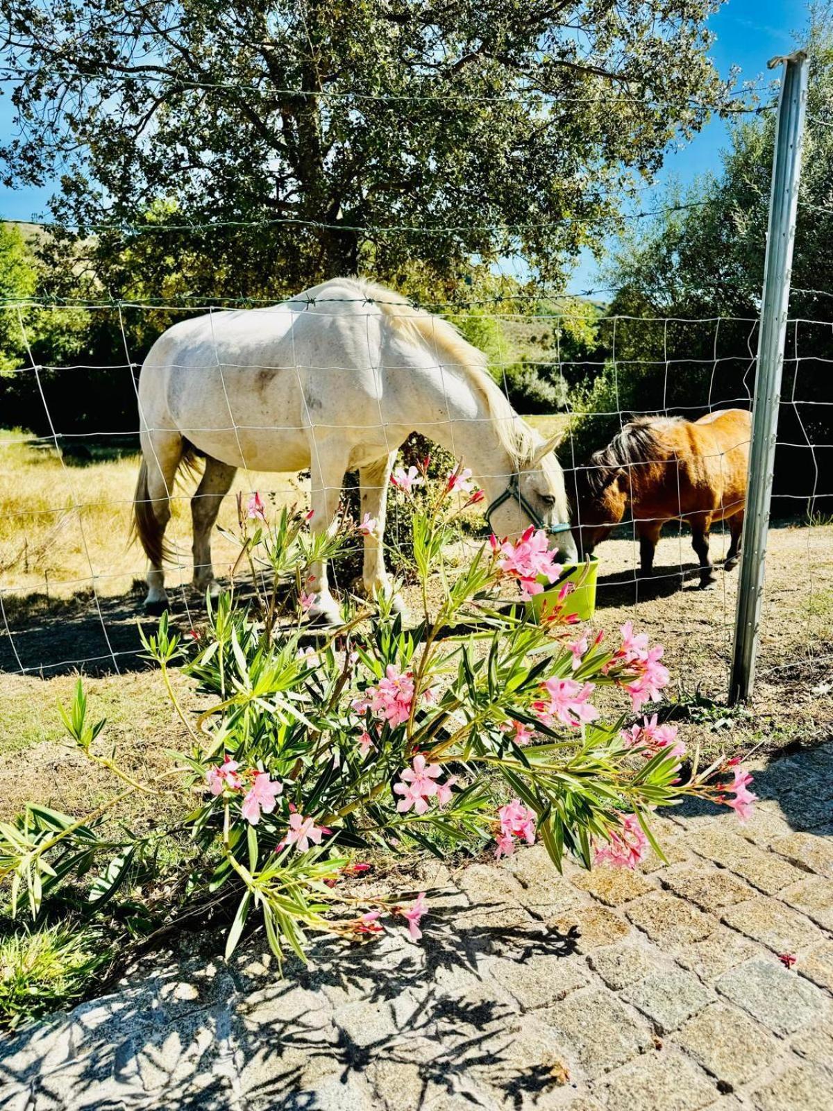 Quinta Vale Da Prata Villa Celorico Da Beira Dış mekan fotoğraf